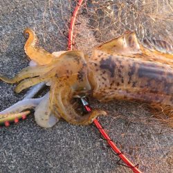 キロアオリイカ３杯